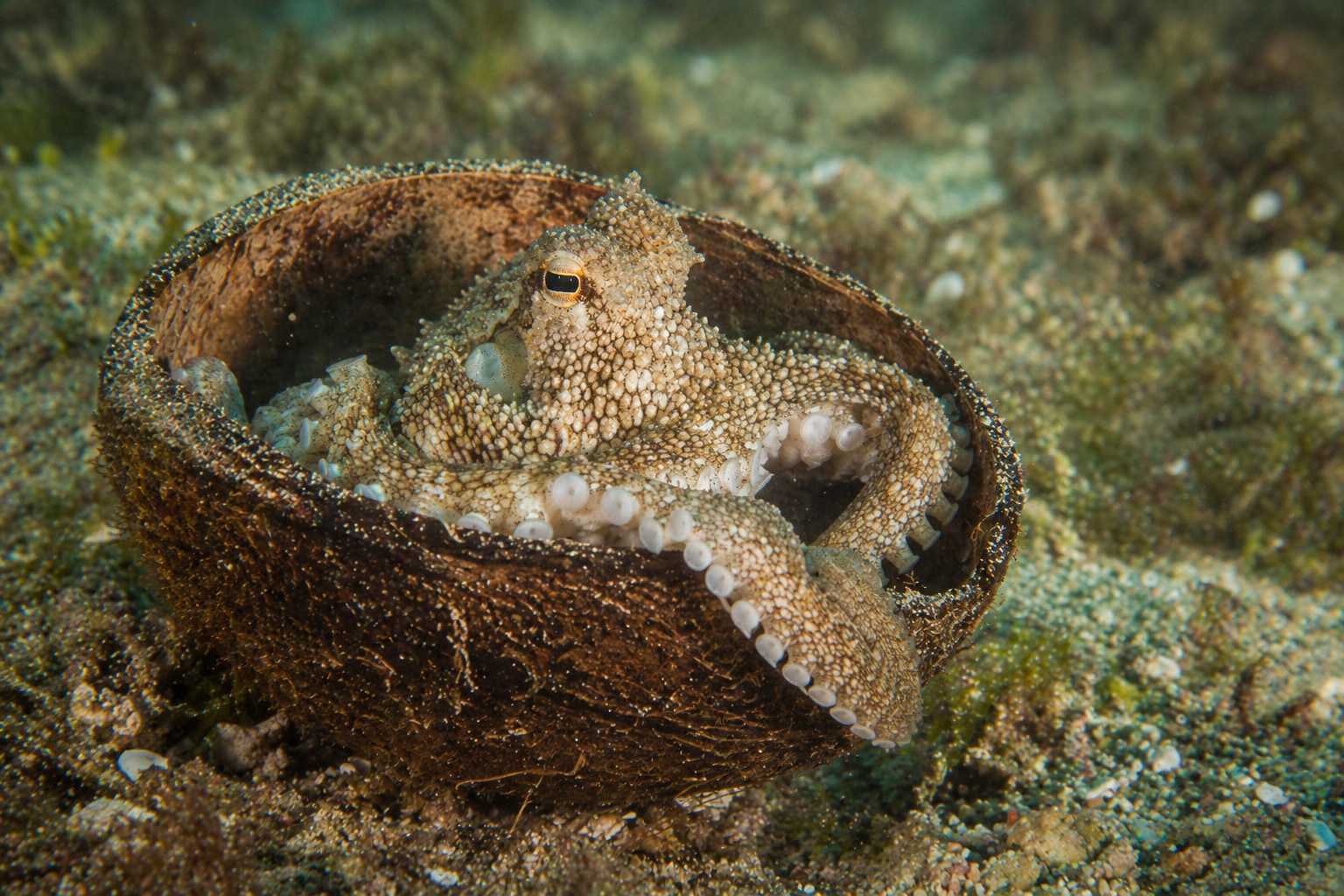 coconut octopus featured image