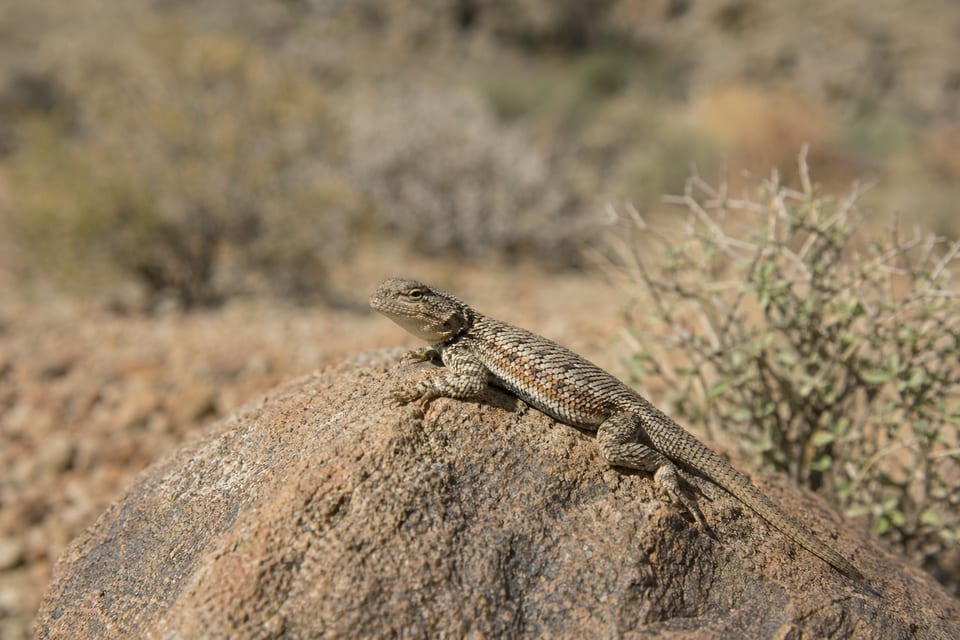Cold-blooded animals featured photo