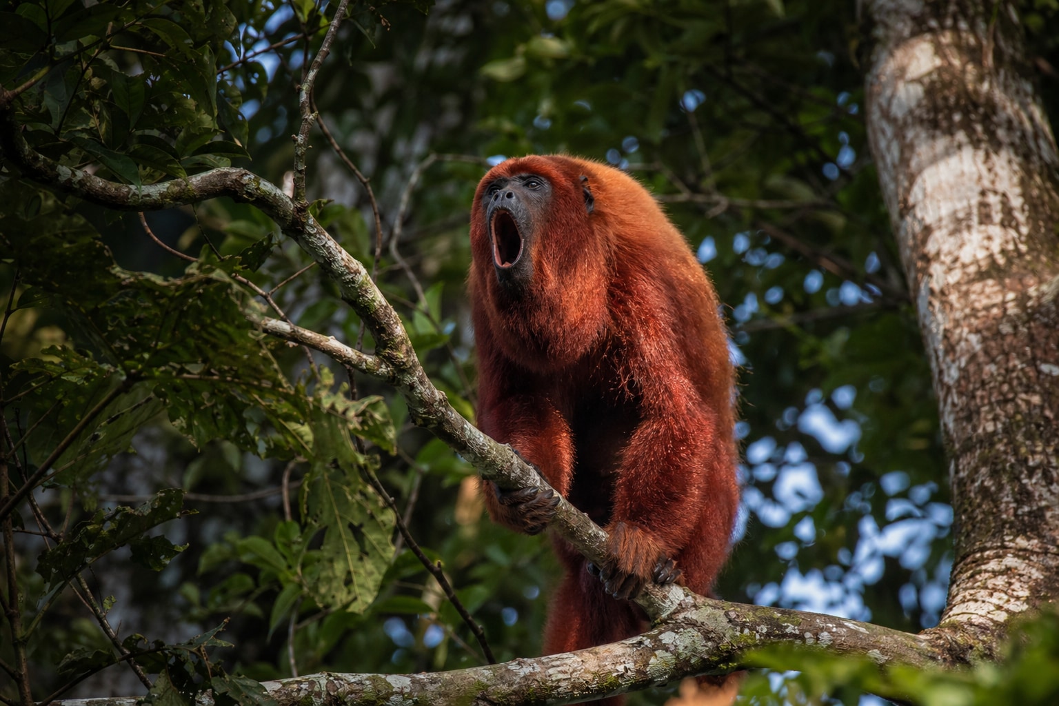 Colombian red howler featured image