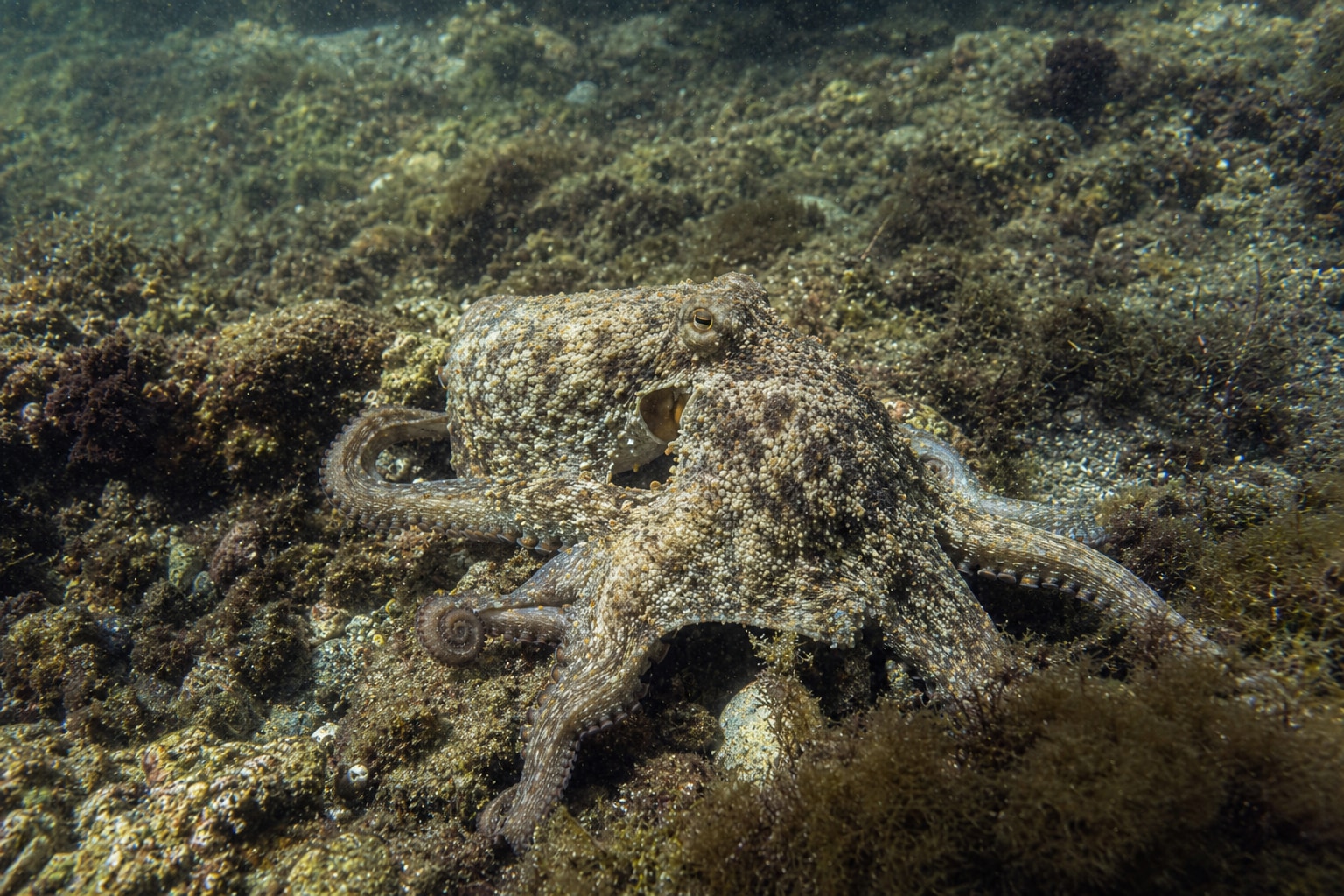 Common octopus featured image