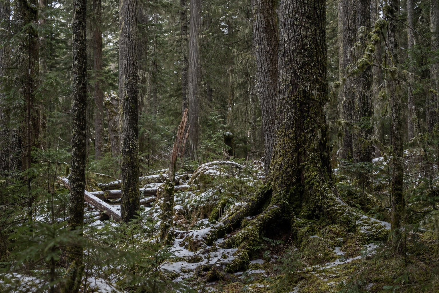 Coniferous forest featured image