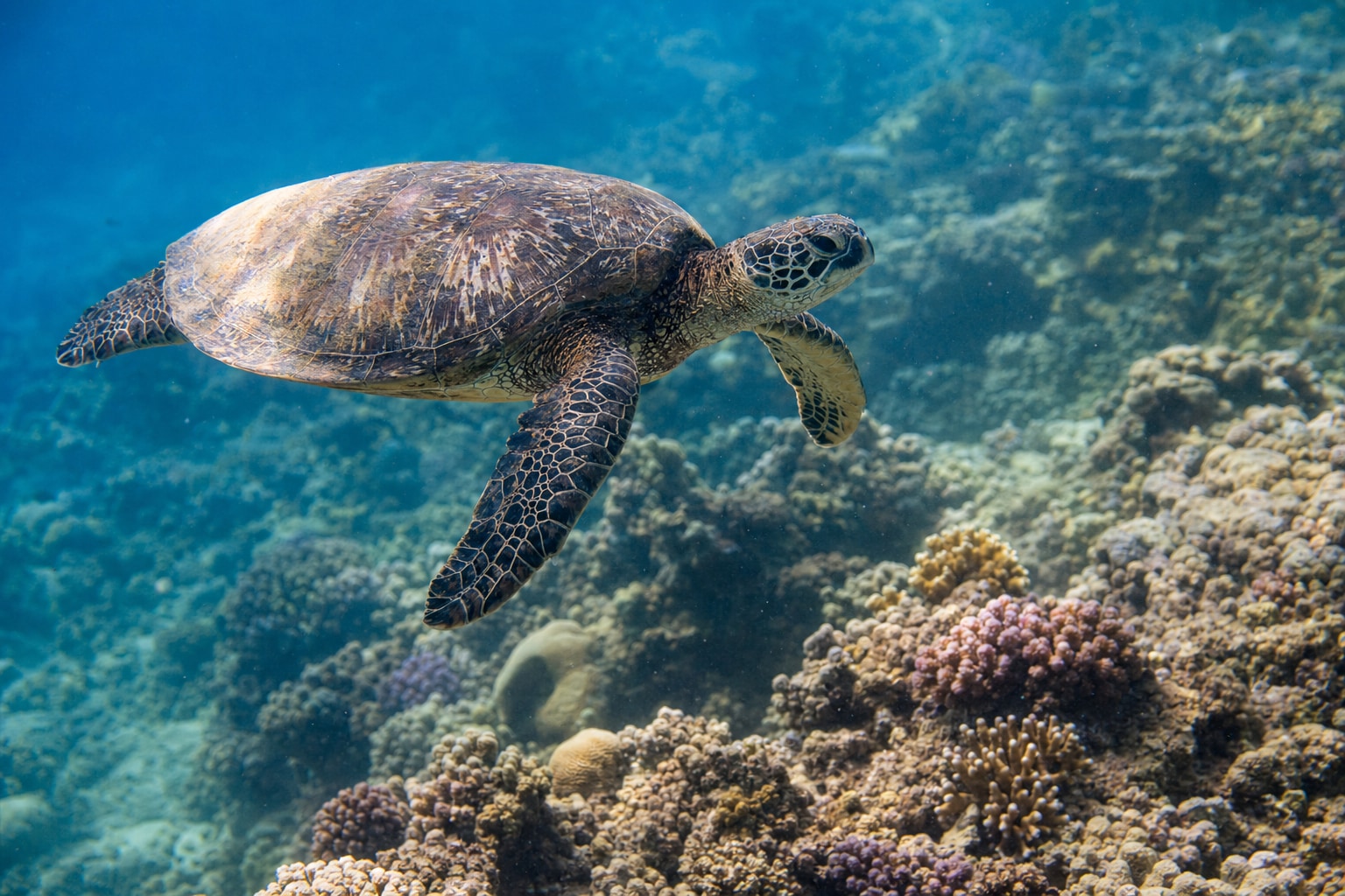 Coral reef animals featured image