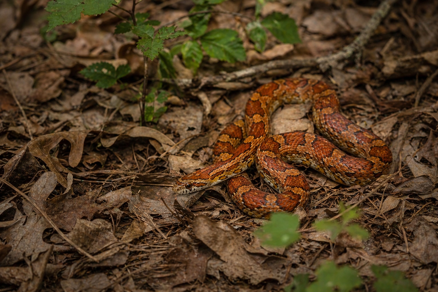 corn snake featured photo