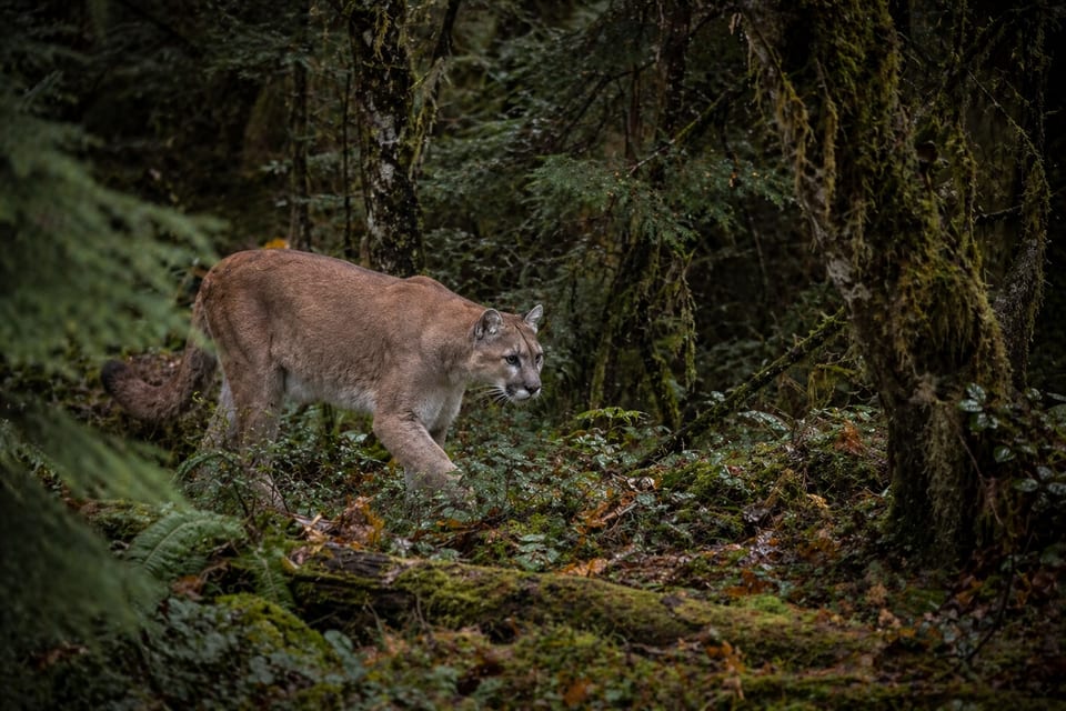 cougars in Washington State featured photo
