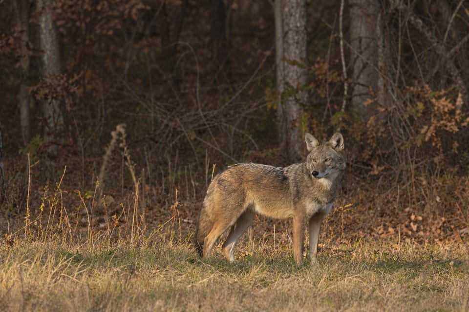 coyotes in New Jersey featured image