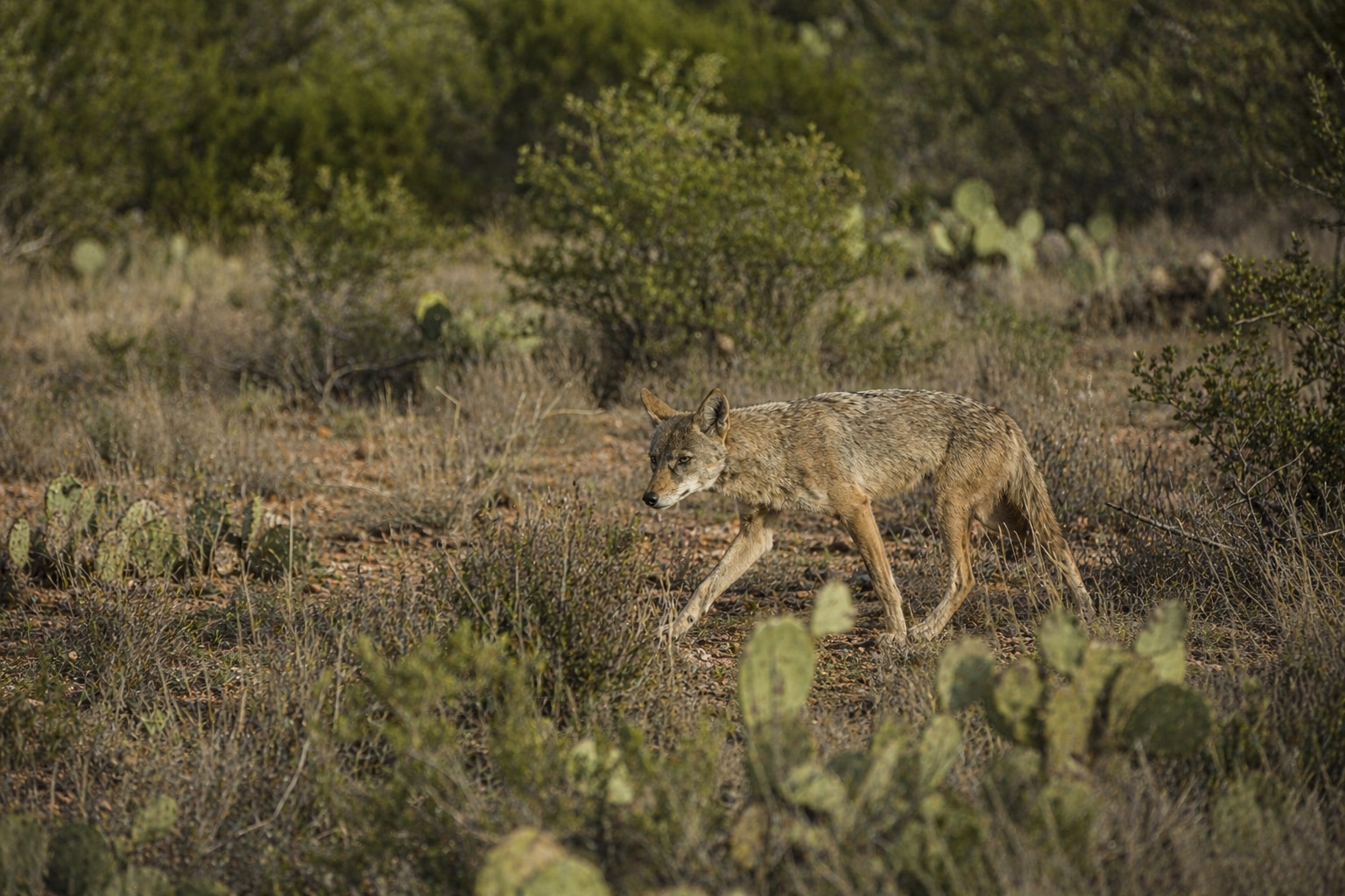 Coyotes in Texas featured image