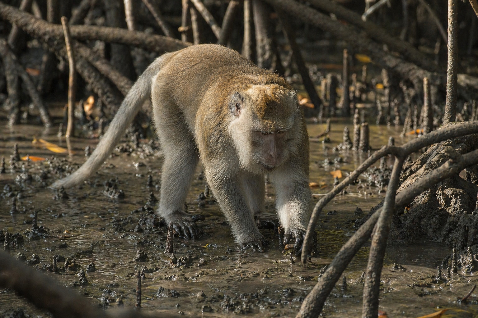 crab-eating macaque featured image