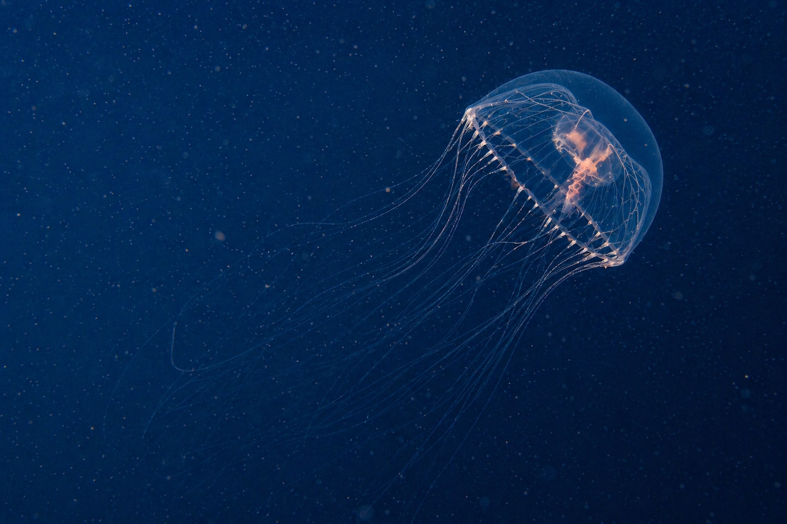Crystal Jellyfish Featured image