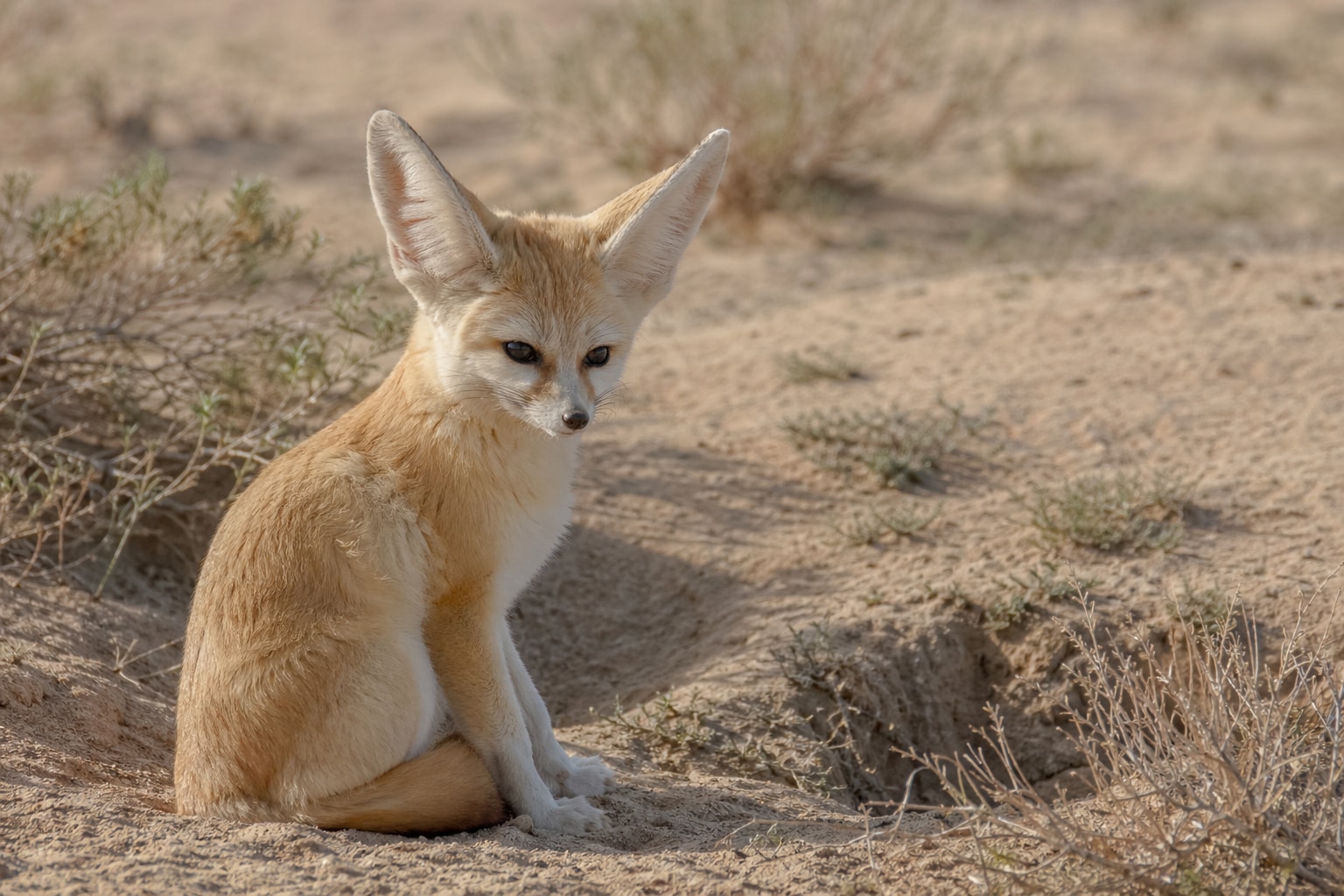 Cute animals featured image