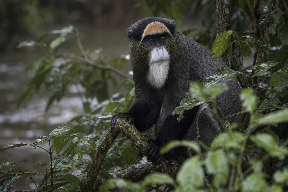 De Brazza's Monkey featured image