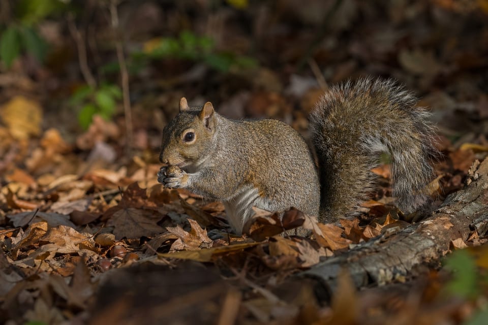 deciduous forest animals featured image