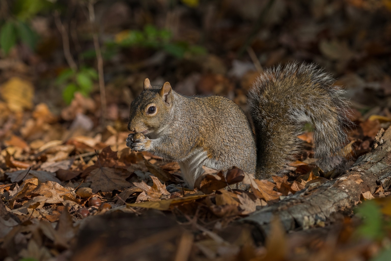 deciduous forest animals featured image