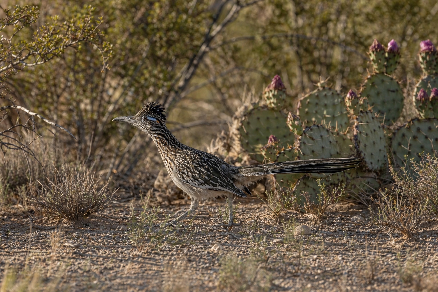 desert birds featured image