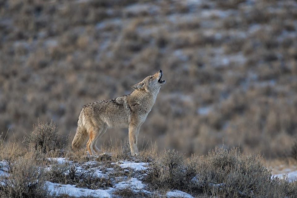 do coyotes attack human featured image