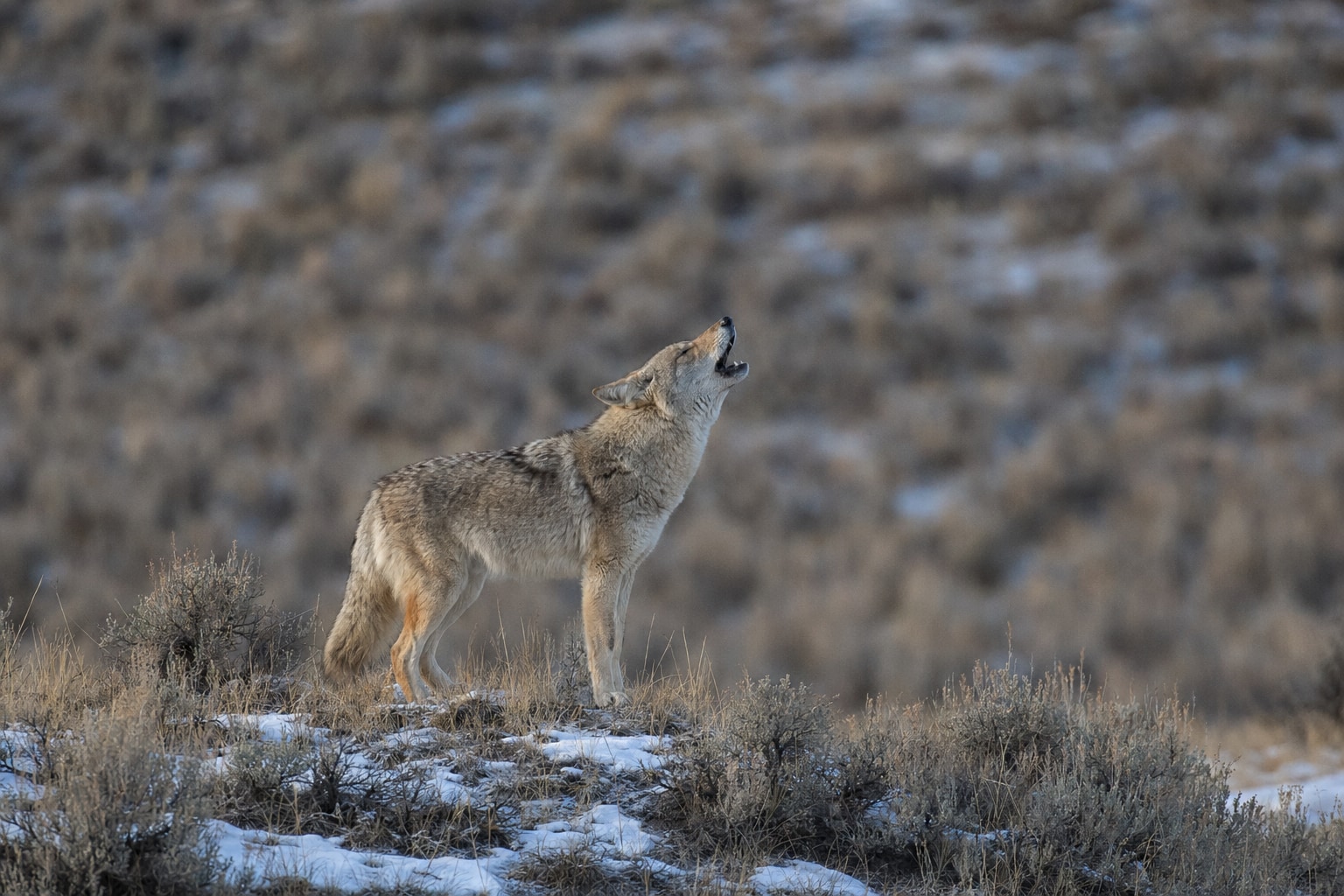 do coyotes attack human featured image