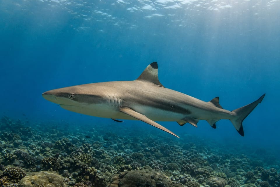 Do sharks have bones featured image