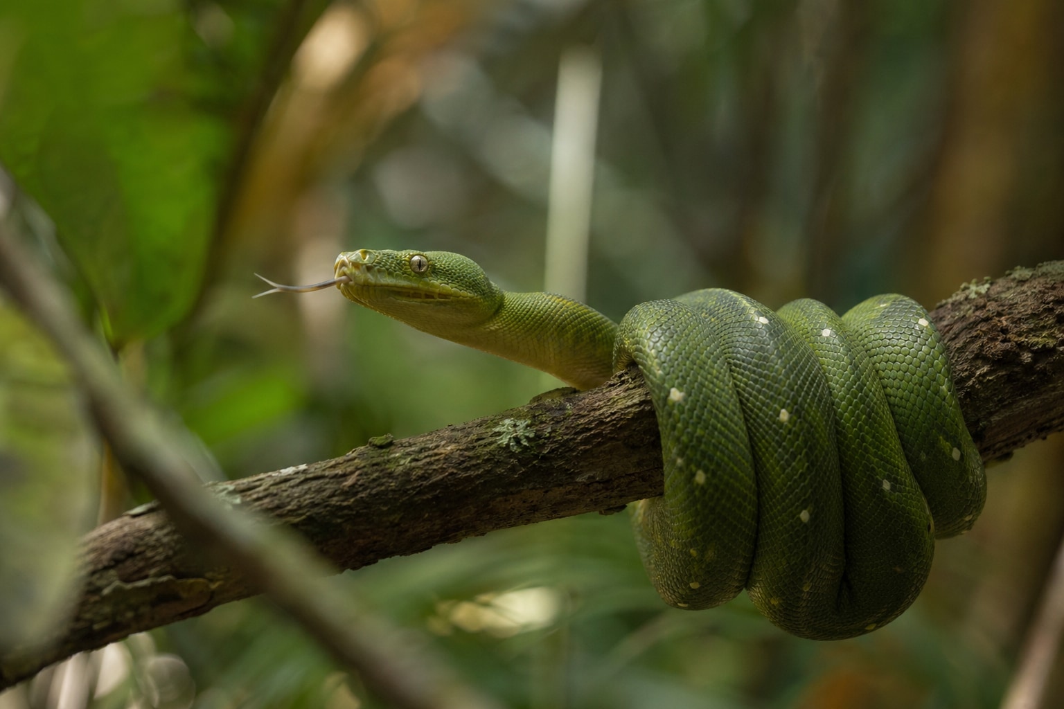 do snakes have bones featured image