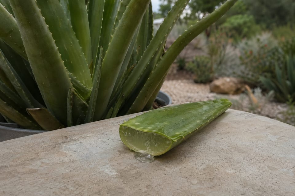 does aloe vera gel expire featured image