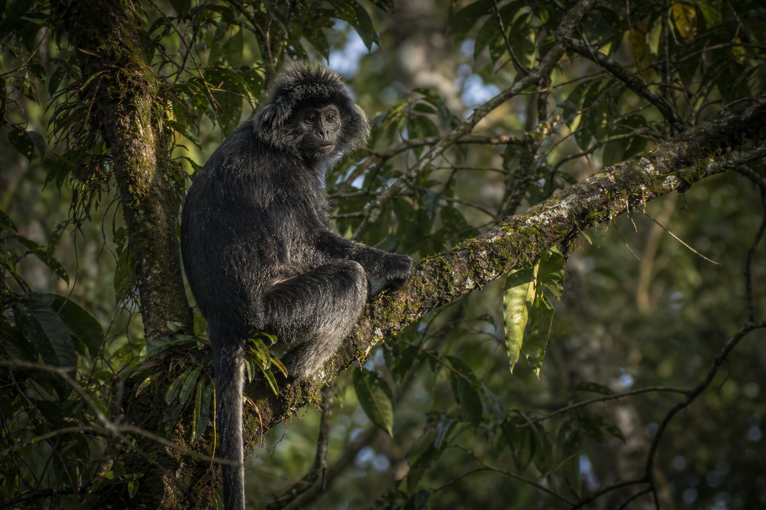 East javan langur featured image