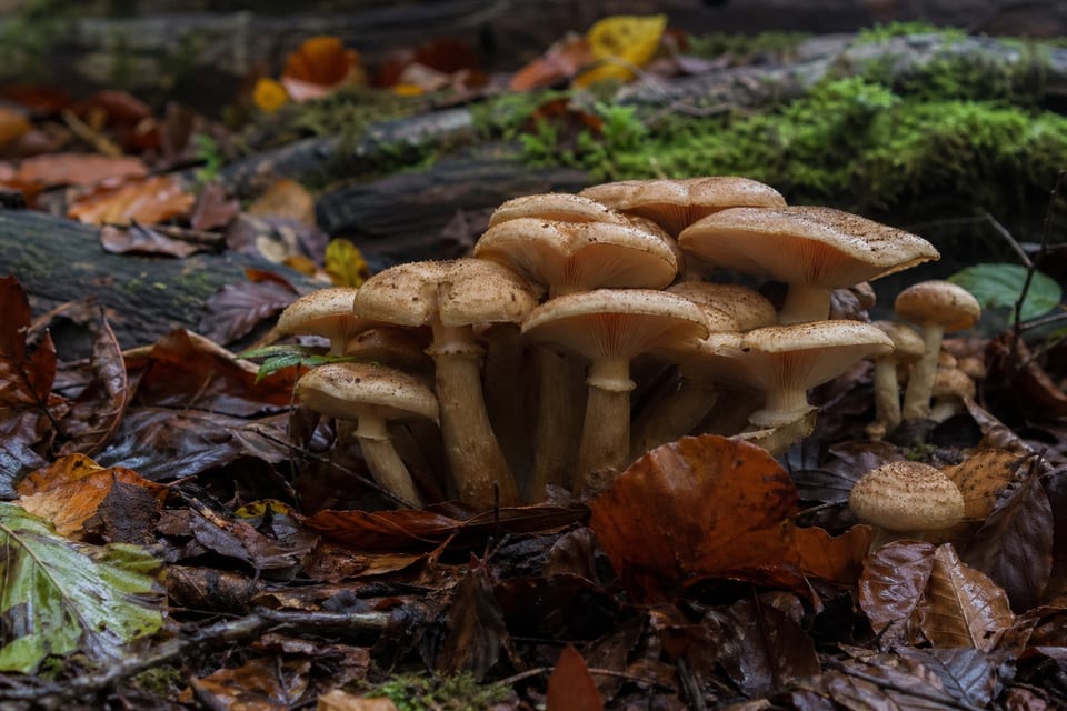 Edible mushrooms featured image