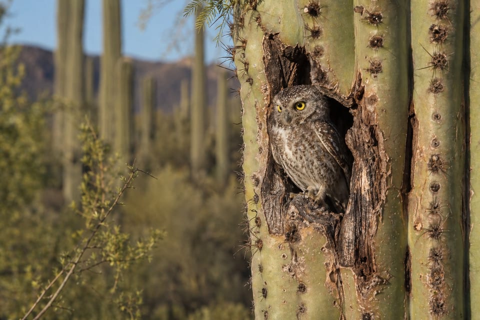Elf owl featured photo