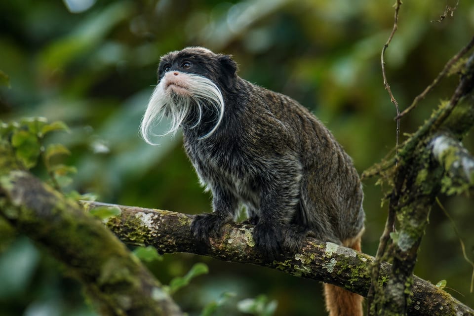 emperor tamarin featured image