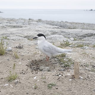 endangered species featured image