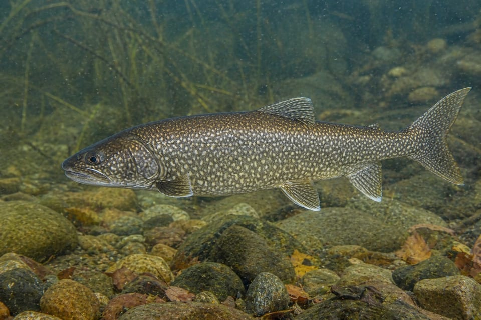 fish in Lake Michigan featured photo