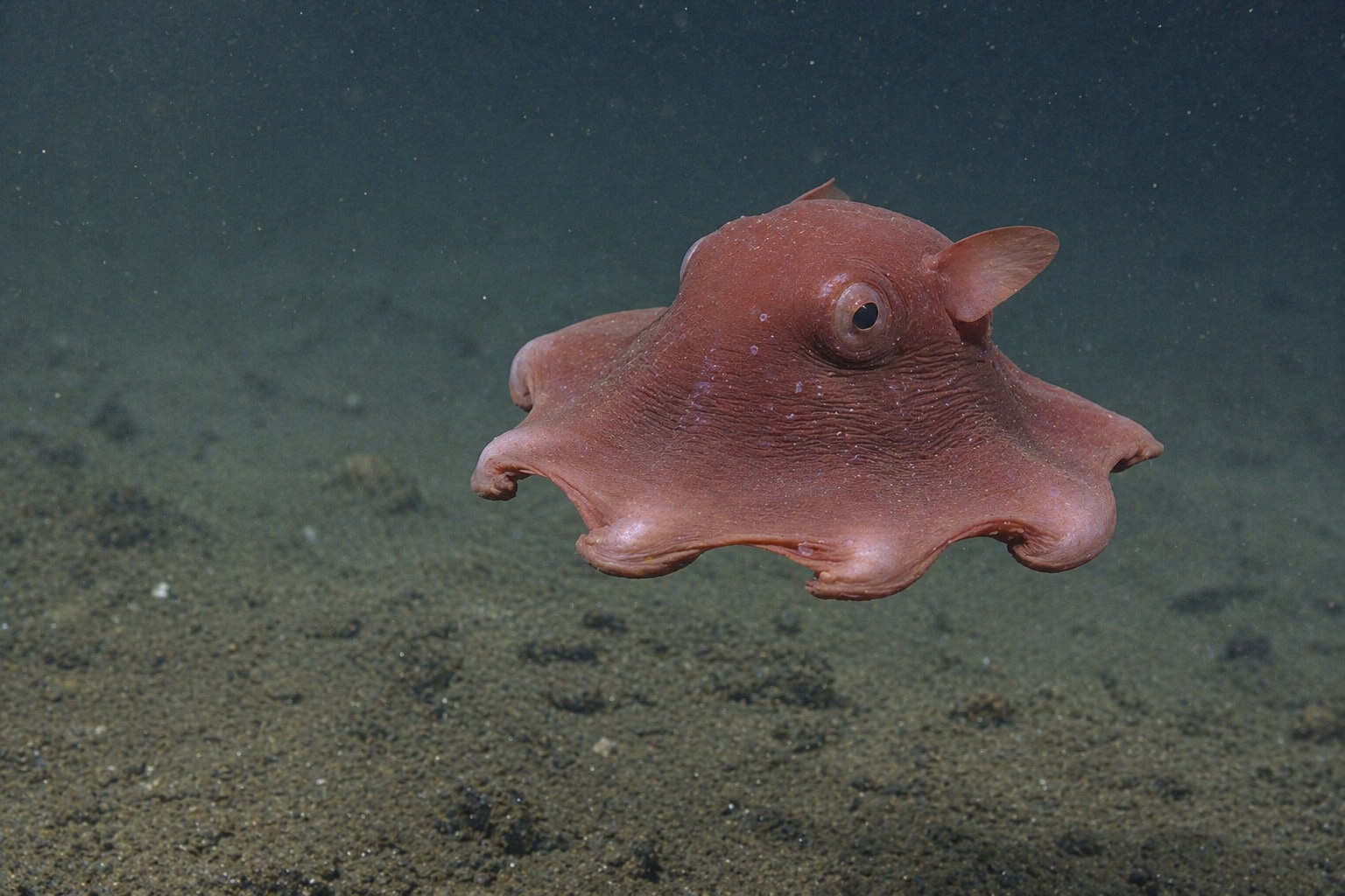 Flapjack octopus featured image