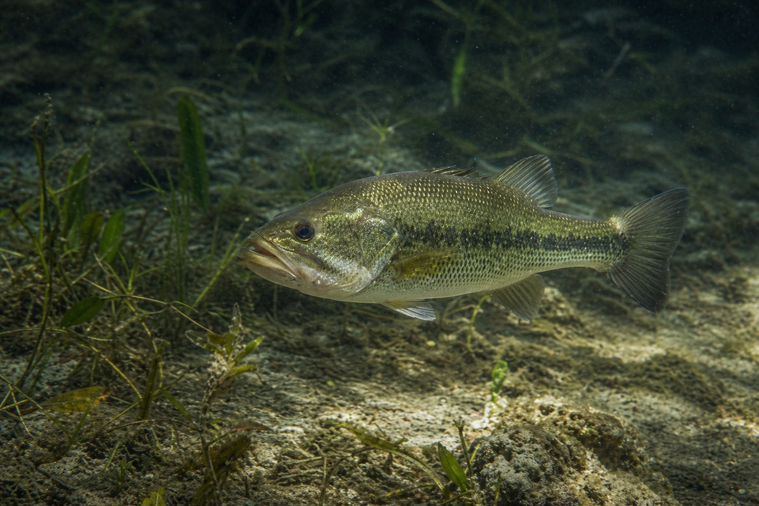 Florida freshwater fish featured image
