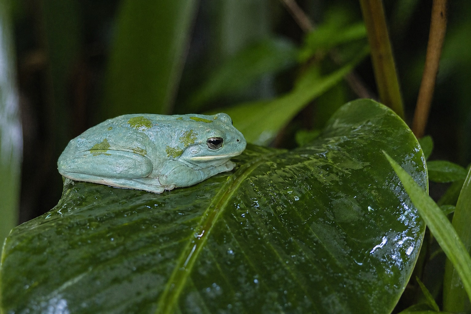 Florida frogs featured image