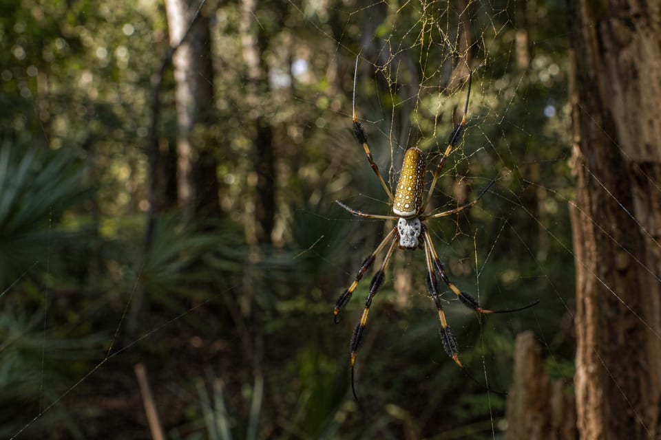 Florida spiders featured image