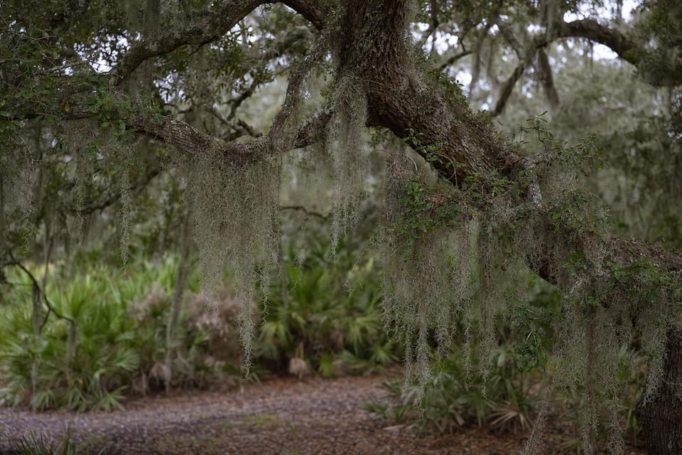 Florida Trees featured image
