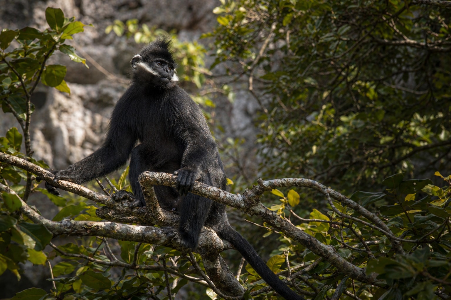 francois langur featured image
