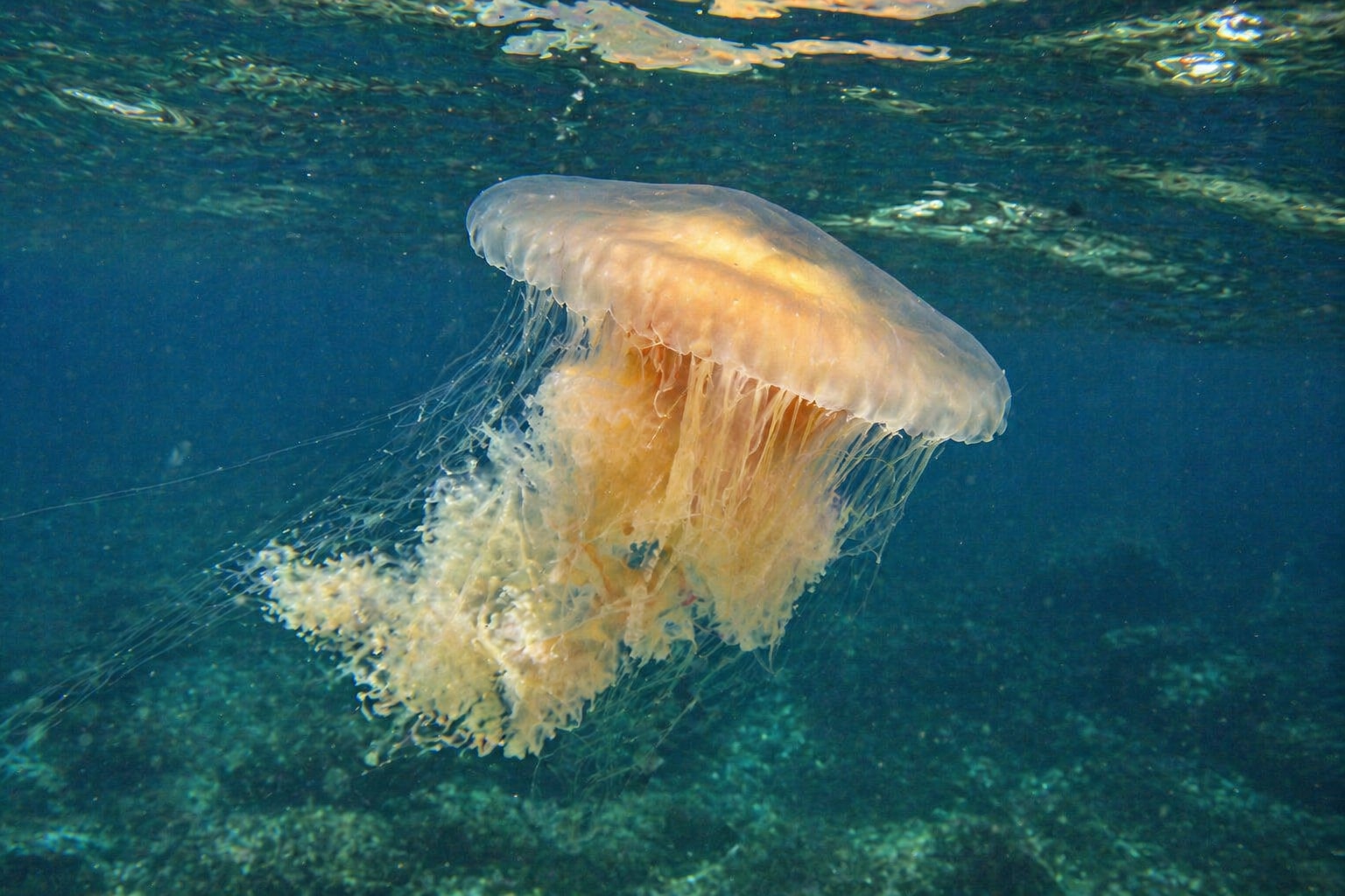 Fried egg jellyfish featured image