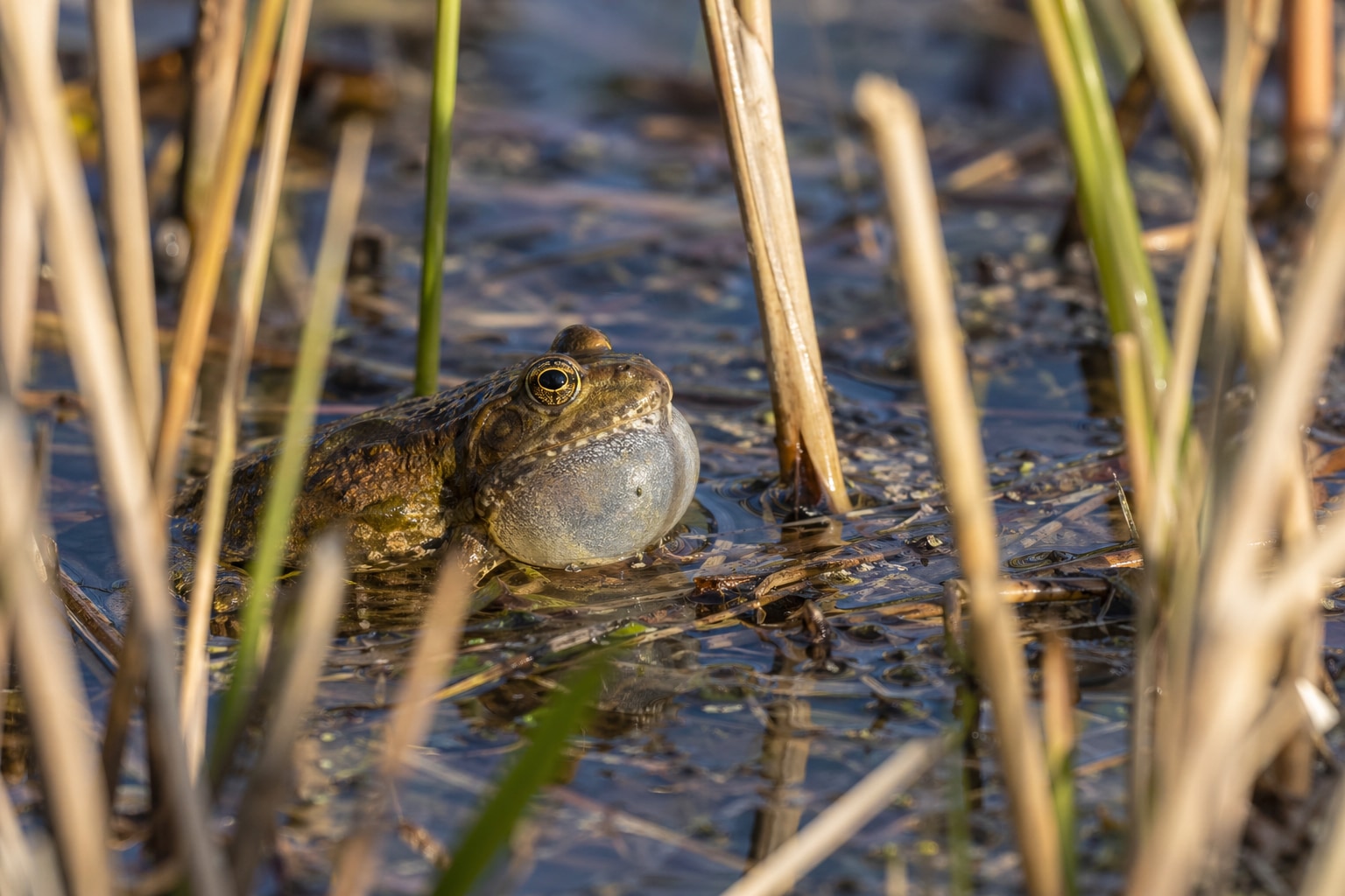 Frogs in Michigan featured image