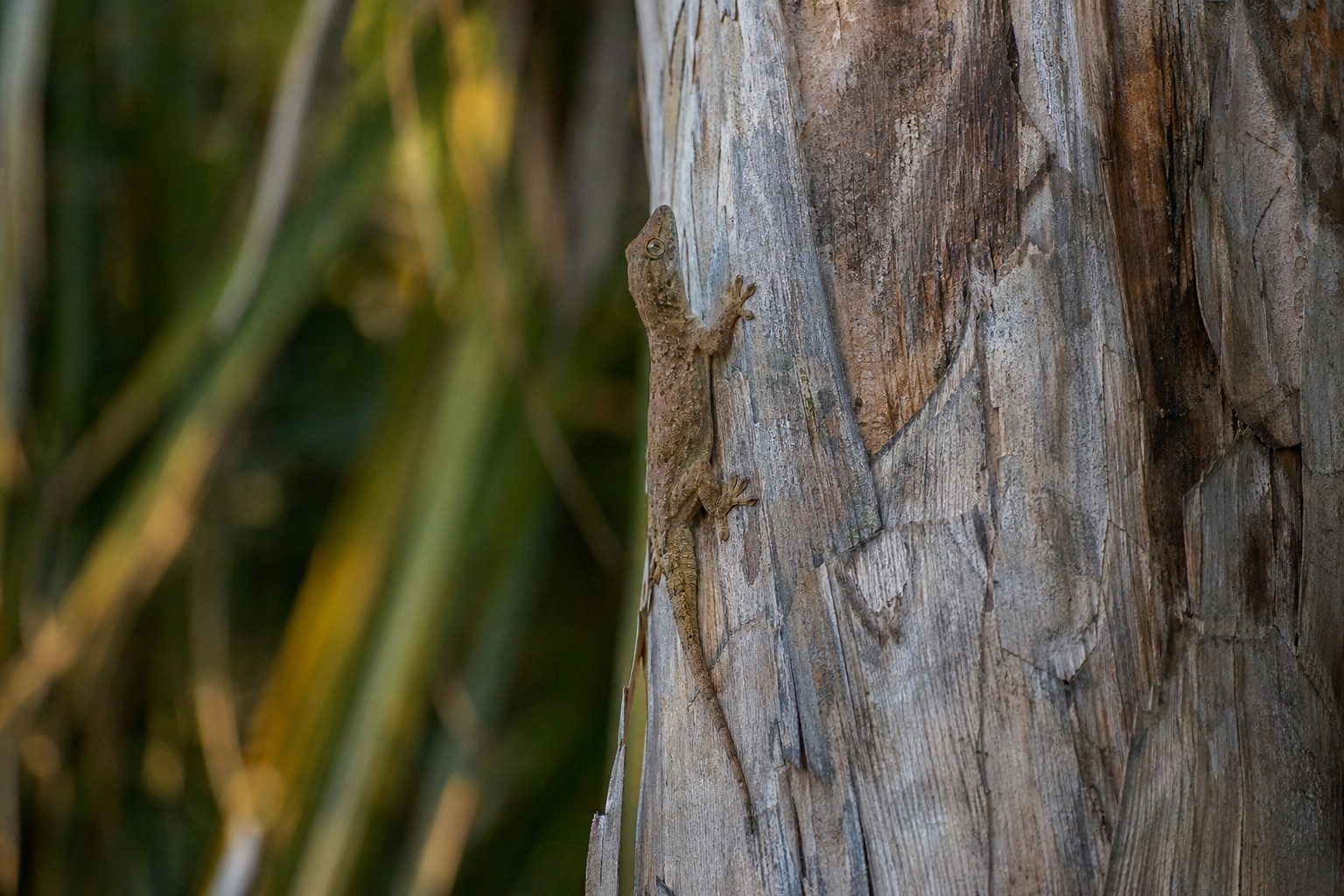 Geckos in Florida featured image