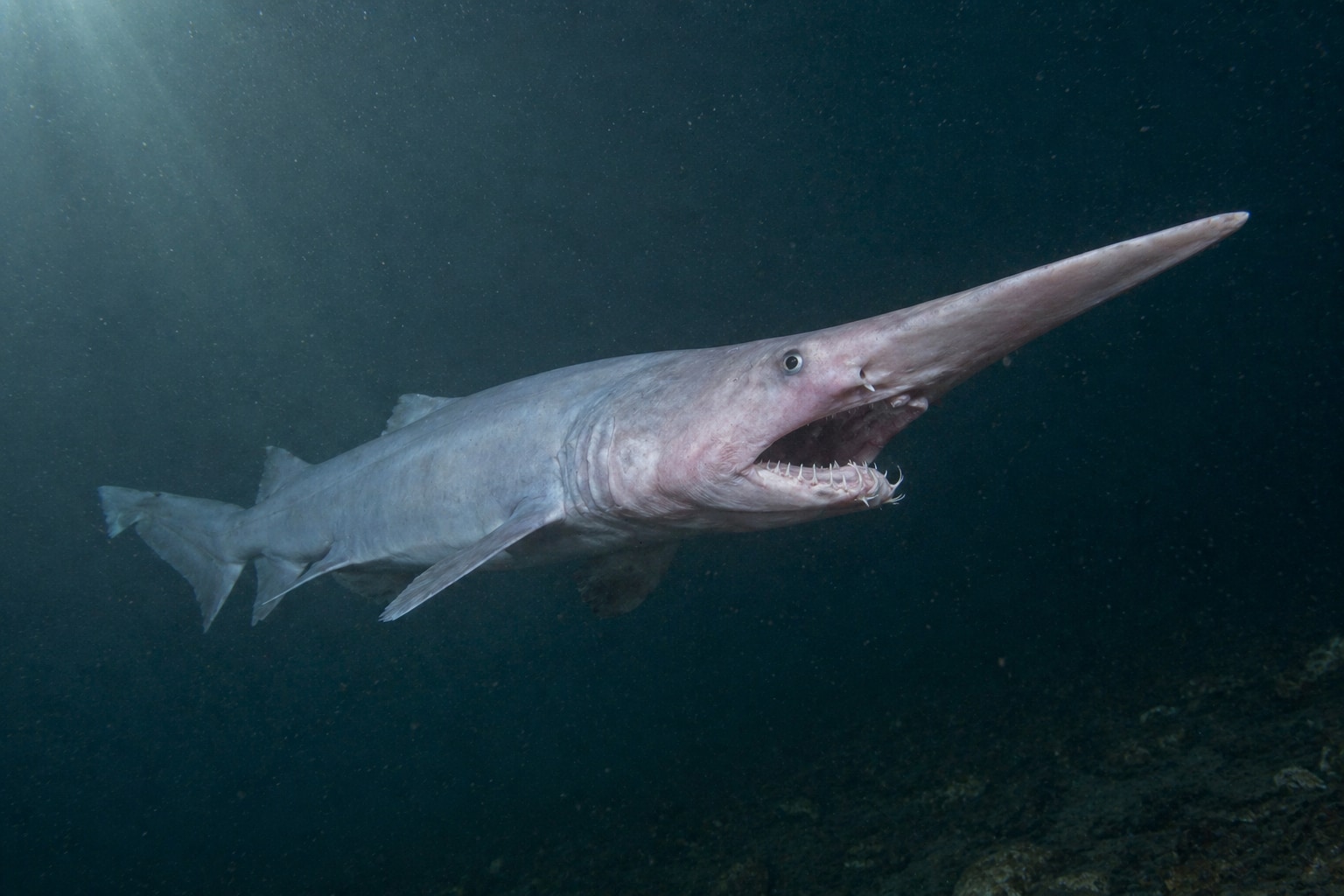 goblin shark featured image