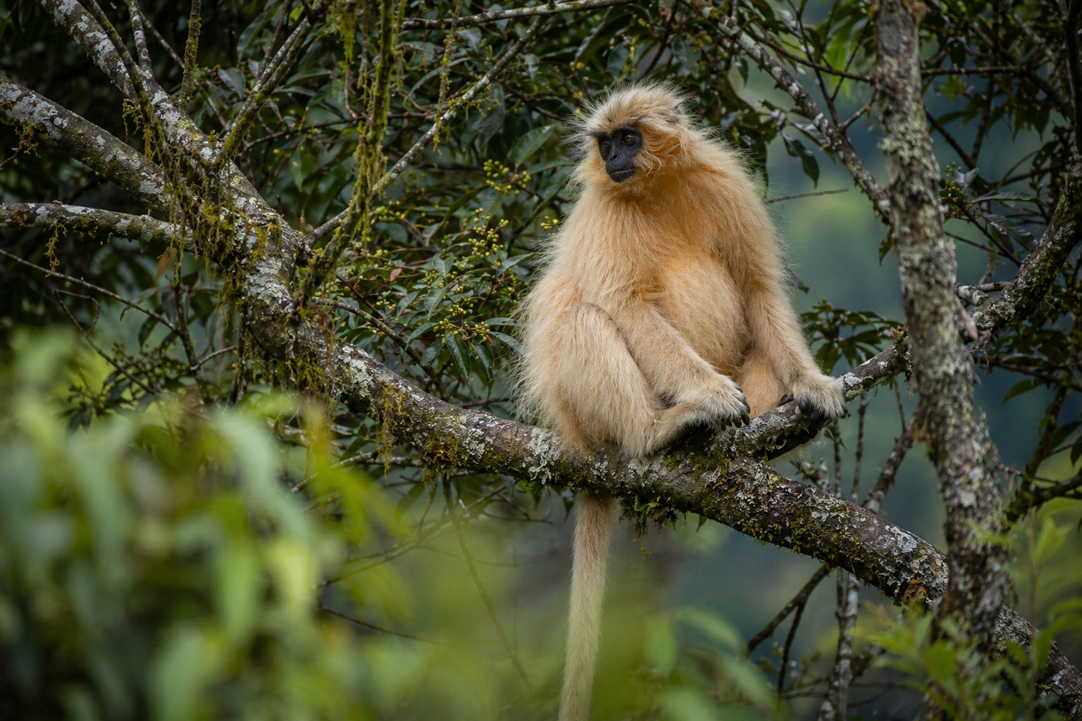 Golden langur featured image