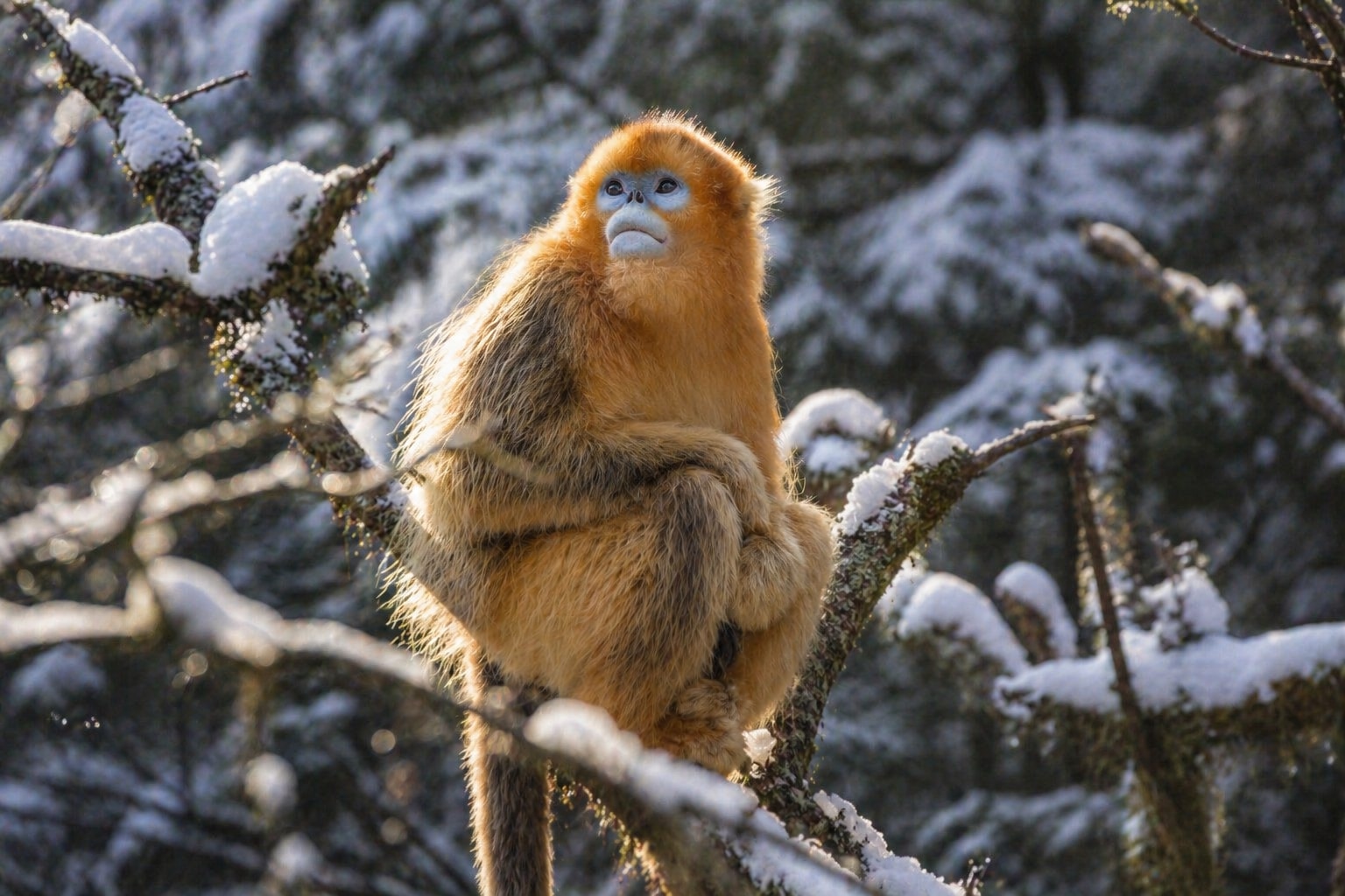 Golden snub-nosed monkey featured image