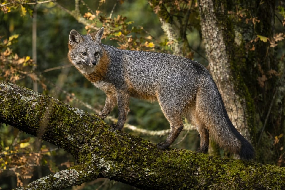gray fox featured image