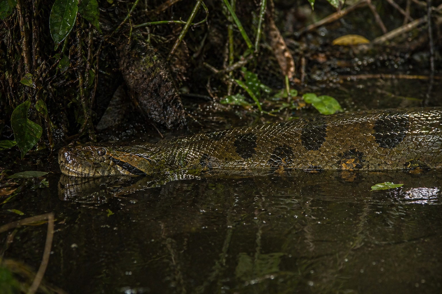 green anaconda featured image