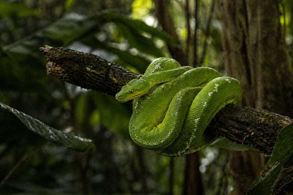 green tree python featured image