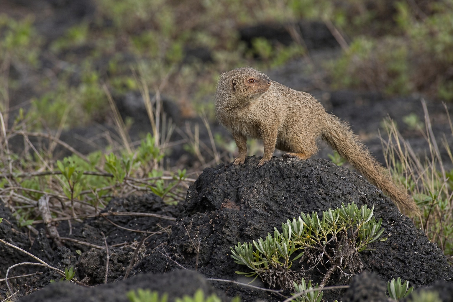 Mongoose in Hawaii featured photo