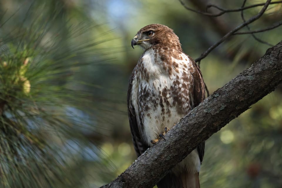Hawks in florida featured image