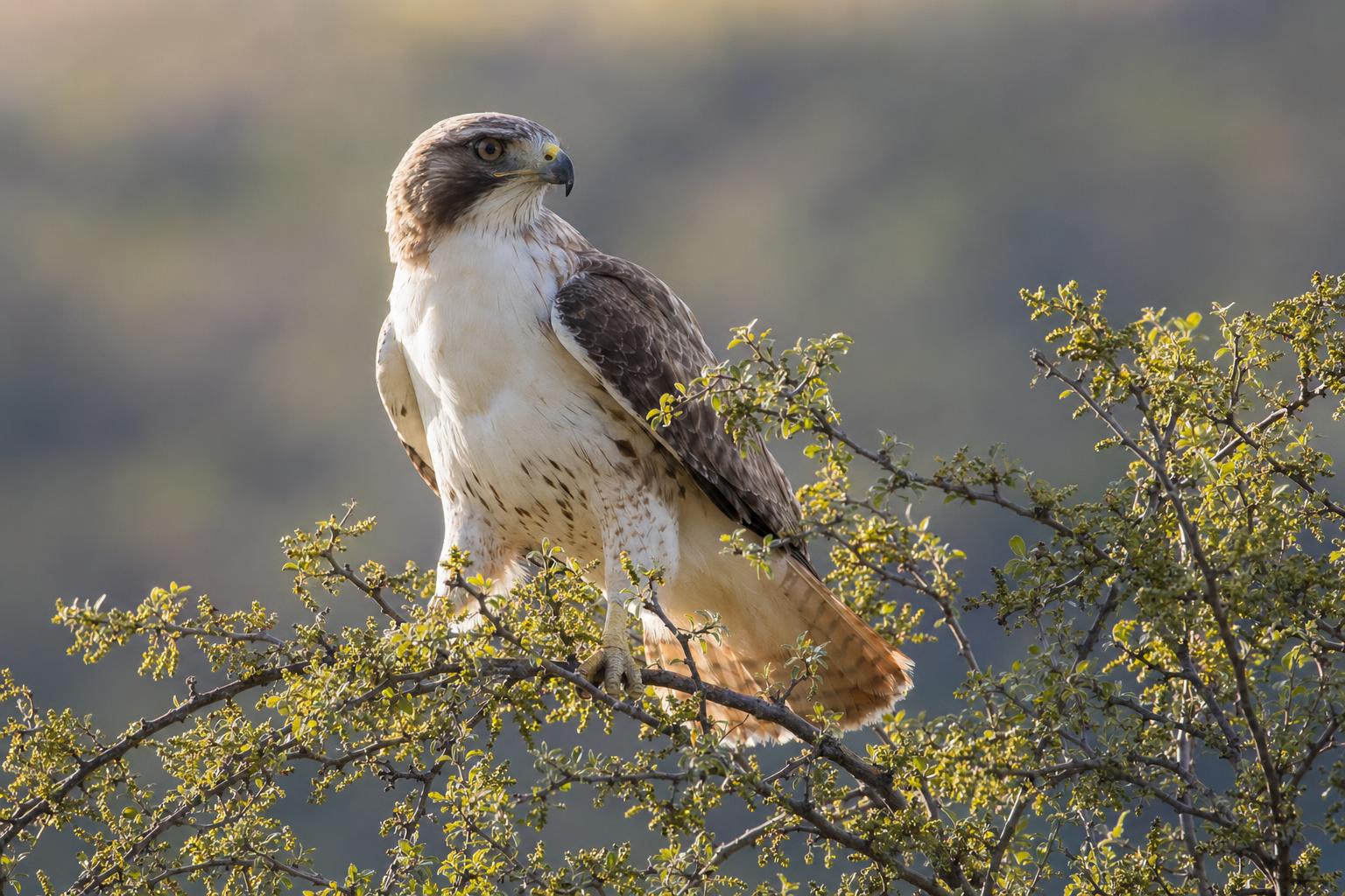 hawks in Texas featured image