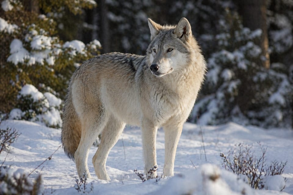 how big are wolves featured image