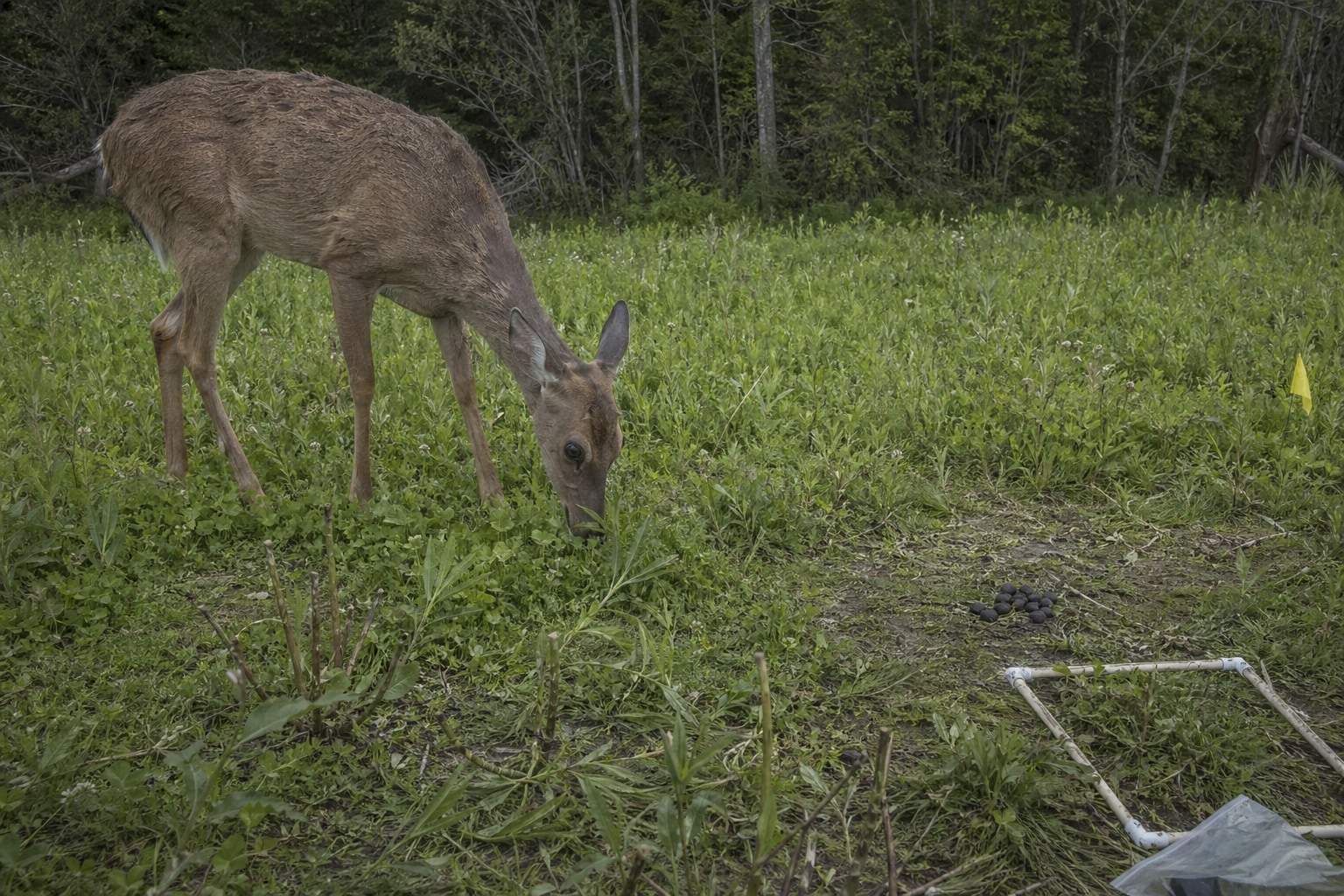 how do animals get nitrogen featured image