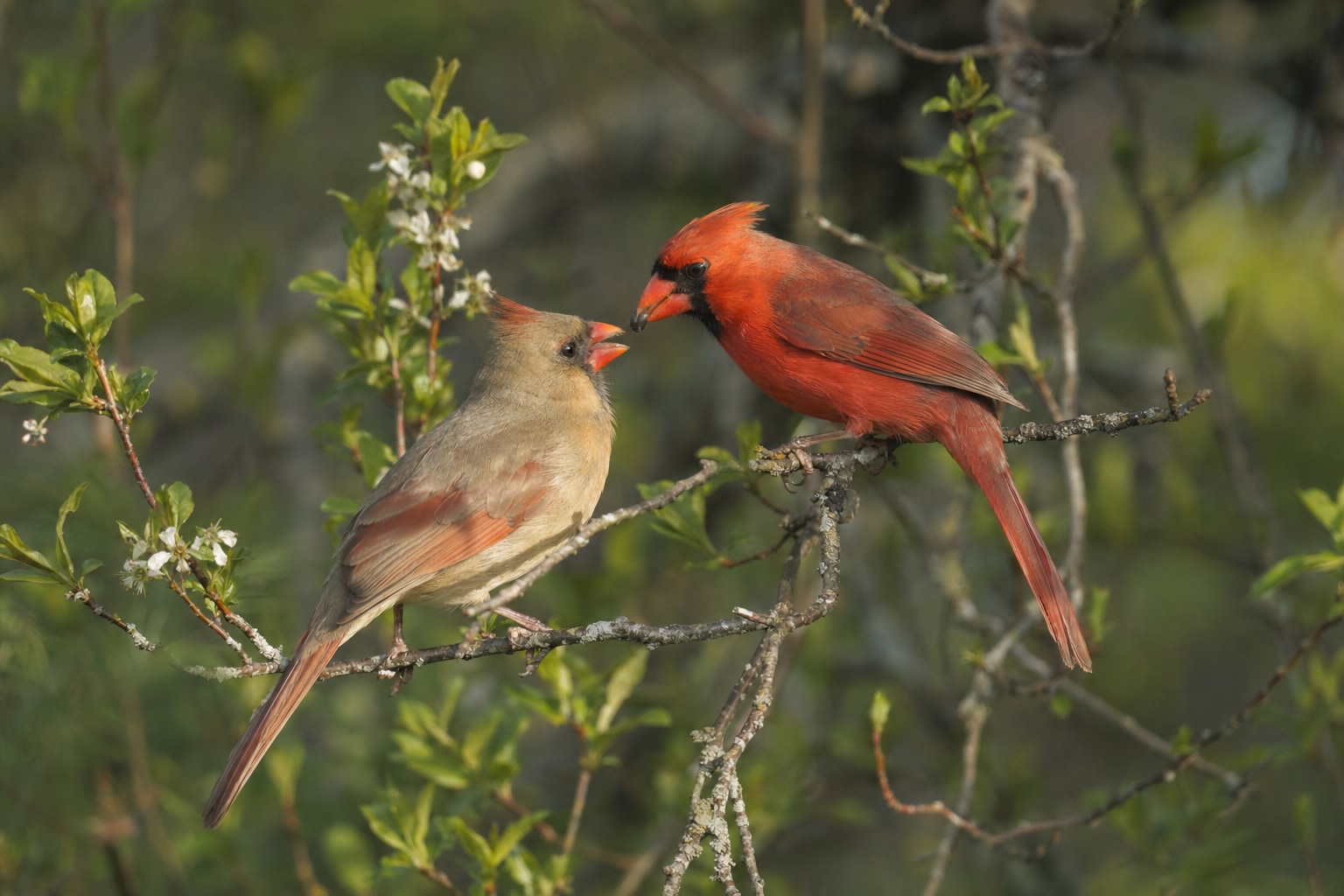 How do birds mate featured image