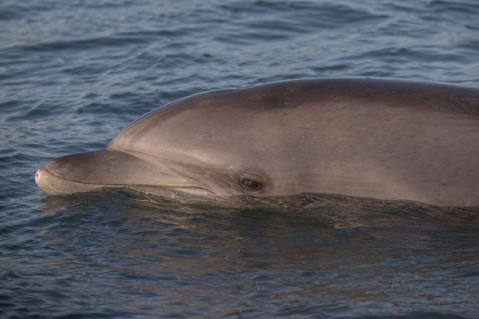 how do dolphins sleep featured image